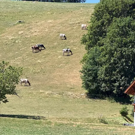 Paradiso,78141schönwald,schwarzwald,1100müm Taunusstrasse 19f, Mit Pool Und Sauna Apartment *