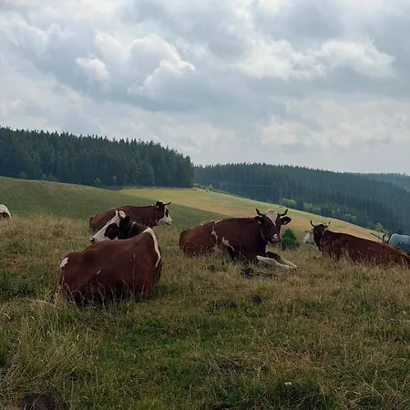 Paradiso,78141schönwald,schwarzwald,1100müm Taunusstrasse 19f, Mit Pool Und Sauna